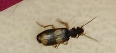 Macrocheilus