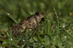 Pelodytes atlanticus