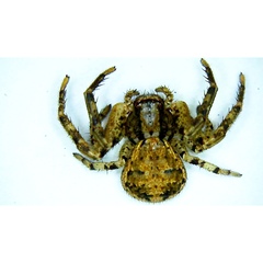 Xysticus ferox