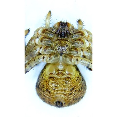 Xysticus ferox