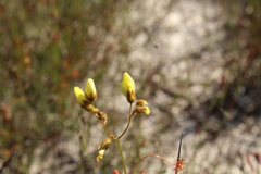Drosera sulphurea