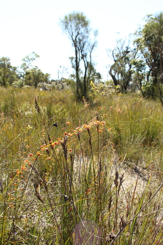 Drosera sulphurea (Drosera sulphurea)