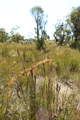 Drosera sulphurea