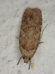 Agonopterix heracliana