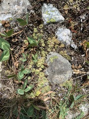 Sempervivum ingwersenii
