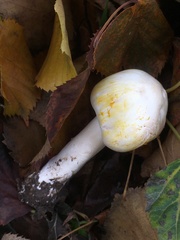 Agaricus xanthodermus