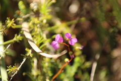 Stylidium scandens