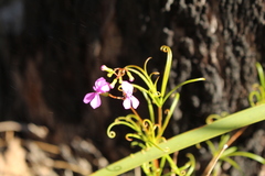 Stylidium scandens