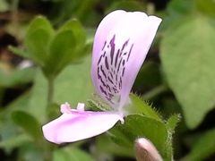 Hypoestes triflora