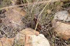 Lobosceliana