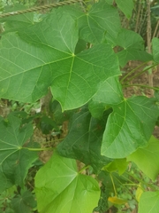 Magnoliopsida