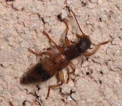 Cymatodera balteata
