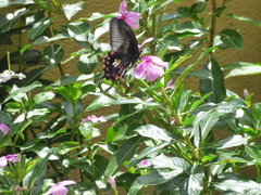 Papilio polytes stichius