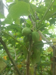 Magnoliopsida