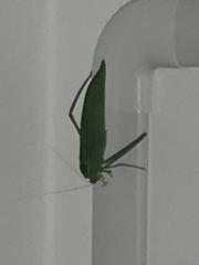 Phaneropterinae