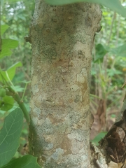 Magnoliopsida
