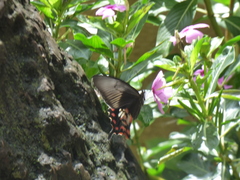 Papilio polytes stichius