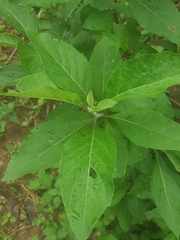 Gymnanthemum amygdalinum