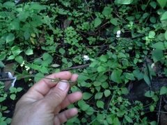 Hypoestes triflora