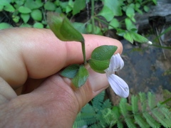 Hypoestes triflora