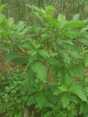 Gymnanthemum amygdalinum