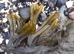Fucus ceranoides