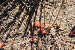 Drosera roseana
