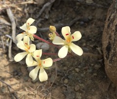 Pelargonium nervifolium