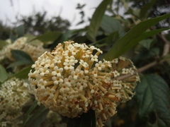 Buddleja auriculata