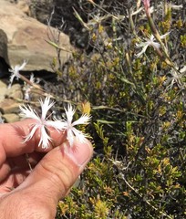 Dianthus namaensis