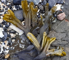 Fucus ceranoides