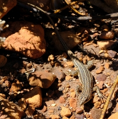 Pedioplanis laticeps