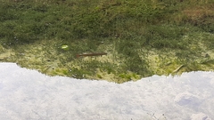 Salmo trutta fario