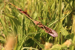 Hemiempusa capensis