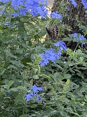 Argiope aurantia image