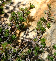 Cliffortia weimarckii