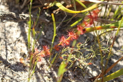Drosera platypoda