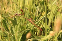 Hemiempusa capensis