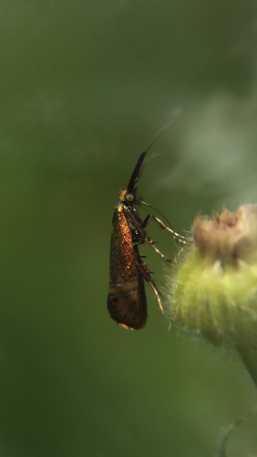 Adelidae