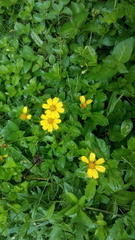 Sphagneticola trilobata