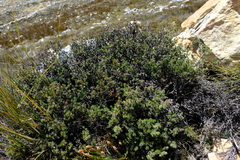 Cliffortia weimarckii