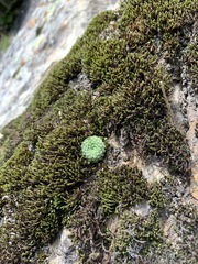 Prometheum pilosum