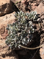 Eriogonum tenellum