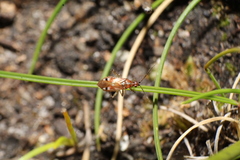 Setocoris