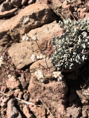 Eriogonum tenellum