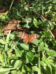 Anartia amathea