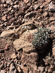 Eriogonum tenellum