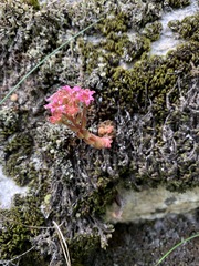 Prometheum pilosum