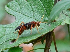 Priocnessus nuperus