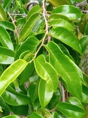 Schizolaena parviflora image